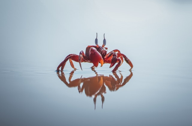 Crab Hunting Um El Quwain