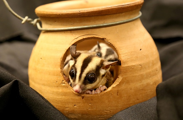 Sugar Glider Encounter