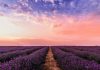 Lavender Fields in Provence South of France