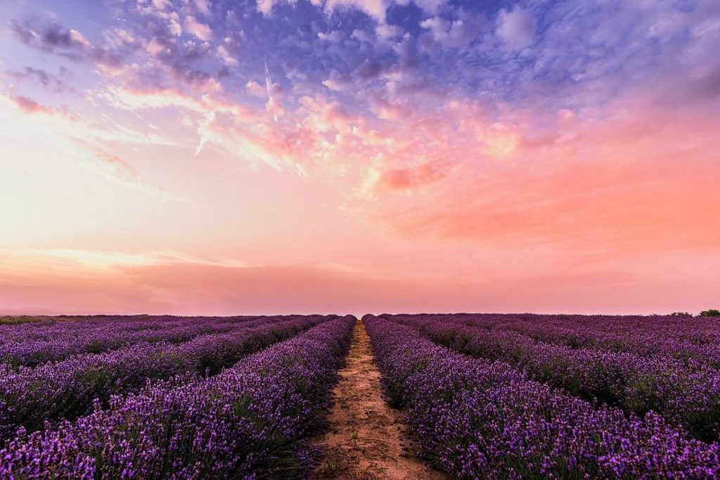 Lavender Fields in Provence, South of France
